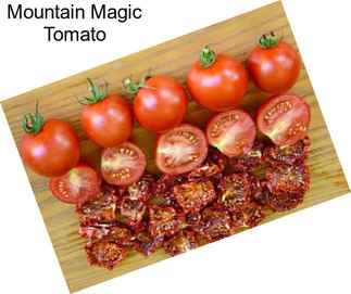 Mountain Magic Tomato