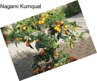 Nagami Kumquat