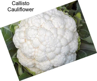 Callisto Cauliflower