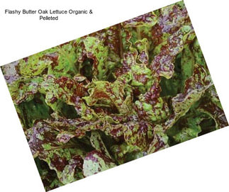 Flashy Butter Oak Lettuce Organic & Pelleted