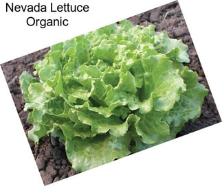 Nevada Lettuce Organic