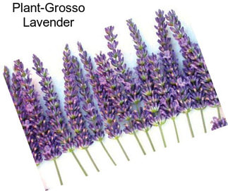 Plant-Grosso Lavender