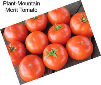 Plant-Mountain Merit Tomato