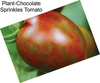 Plant-Chocolate Sprinkles Tomato