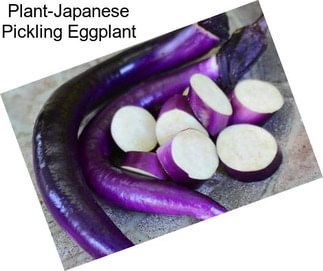 Plant-Japanese Pickling Eggplant