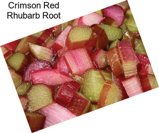 Crimson Red Rhubarb Root