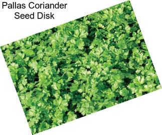 Pallas Coriander Seed Disk