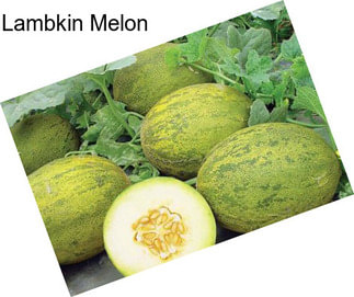 Lambkin Melon