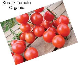 Koralik Tomato Organic