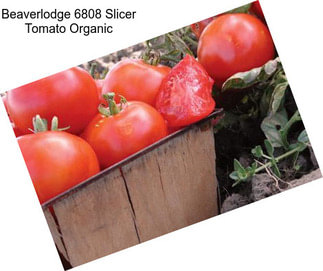 Beaverlodge 6808 Slicer Tomato Organic