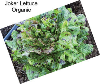 Joker Lettuce Organic