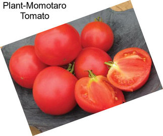 Plant-Momotaro Tomato