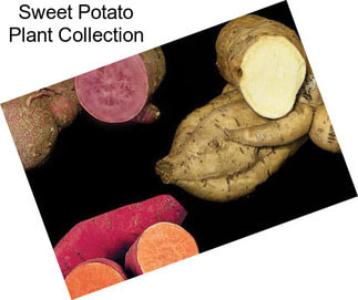 Sweet Potato Plant Collection