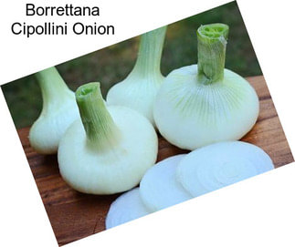 Borrettana Cipollini Onion