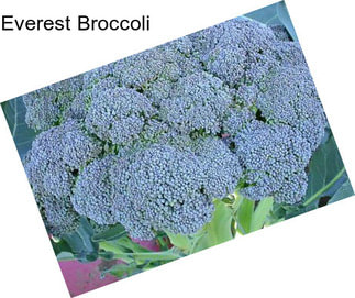 Everest Broccoli