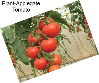 Plant-Applegate Tomato