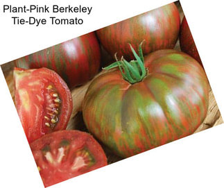 Plant-Pink Berkeley Tie-Dye Tomato
