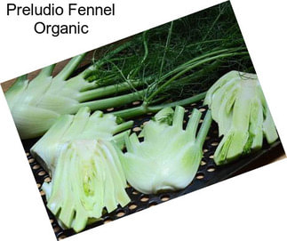 Preludio Fennel Organic