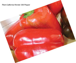 Plant-California Wonder 300 Pepper