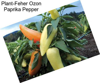 Plant-Feher Ozon Paprika Pepper
