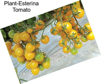 Plant-Esterina Tomato