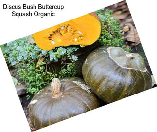 Discus Bush Buttercup Squash Organic