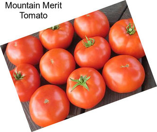 Mountain Merit Tomato