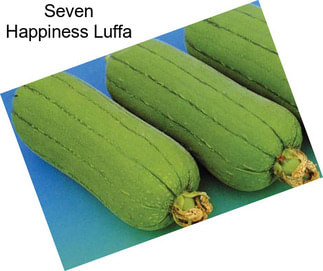 Seven Happiness Luffa