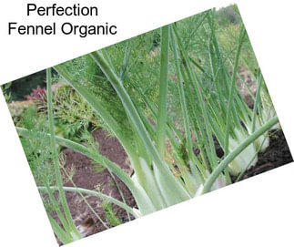 Perfection Fennel Organic