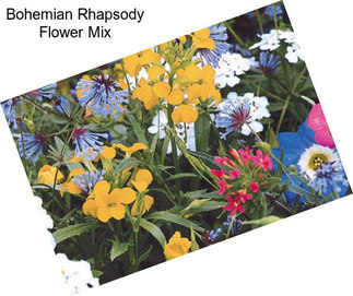 Bohemian Rhapsody Flower Mix