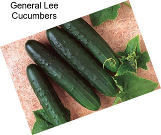 General Lee Cucumbers