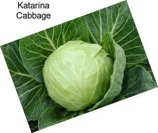 Katarina Cabbage