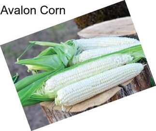 Avalon Corn