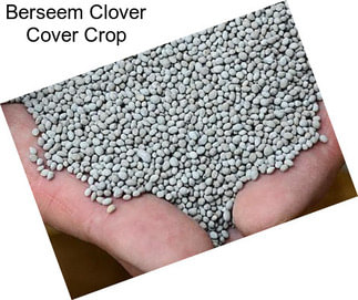 Berseem Clover Cover Crop