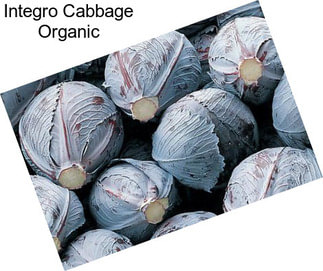 Integro Cabbage Organic