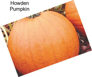Howden Pumpkin