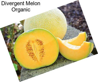 Divergent Melon Organic