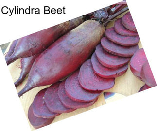 Cylindra Beet