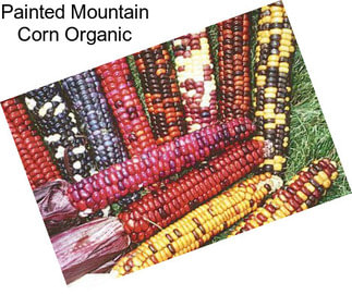 Painted Mountain Corn Organic