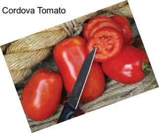 Cordova Tomato