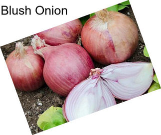 Blush Onion