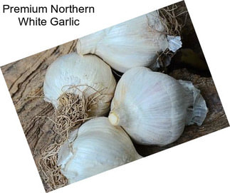 Premium Northern White Garlic