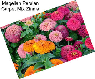 Magellan Persian Carpet Mix Zinnia