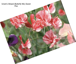 Unwin\'s Striped (Butterfly Mix) Sweet Pea