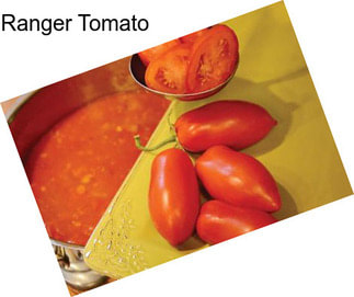 Ranger Tomato