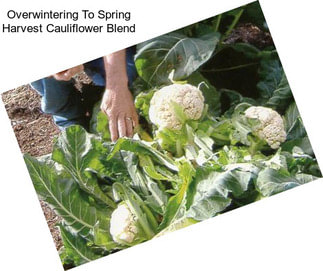 Overwintering To Spring Harvest Cauliflower Blend