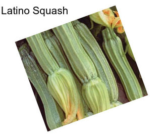 Latino Squash