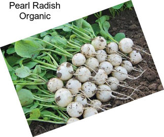 Pearl Radish Organic