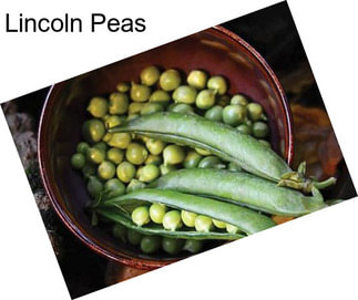 Lincoln Peas