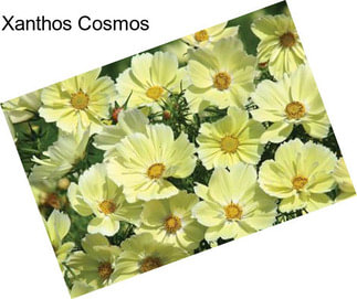 Xanthos Cosmos